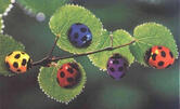 ⓘ Need Help? Click here